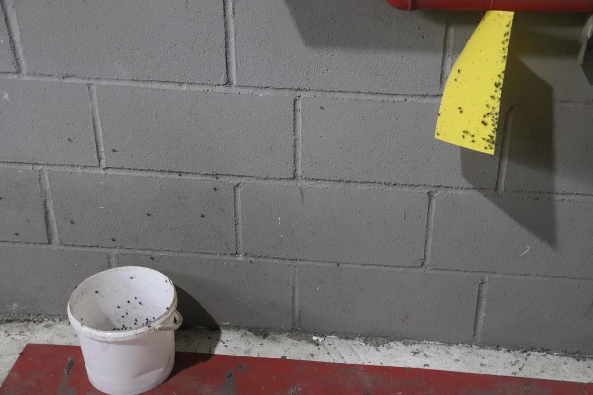 Dues trampes plenes de mosques en una de les empreses que hi ha al polígon d'Hostalric.
