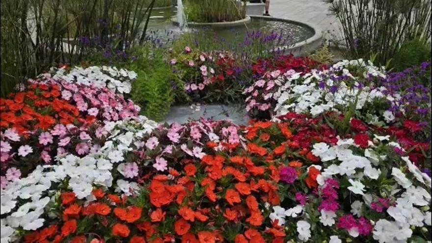Los jardines de Vilagarcía y las jacarandas, que florecen por primera vez, desafían a la falta de civismo