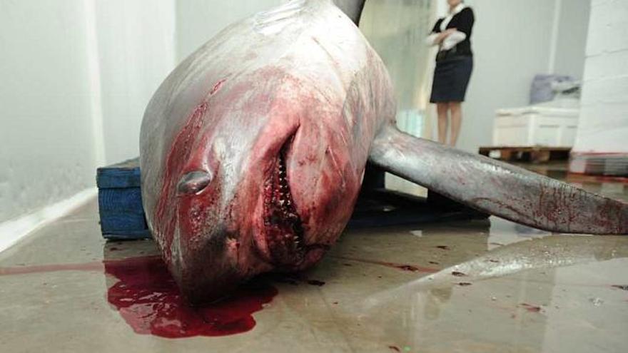 Una imagen del tiburón capturado ayer en la costa de Guardamar del Segura por unos pescadores locales