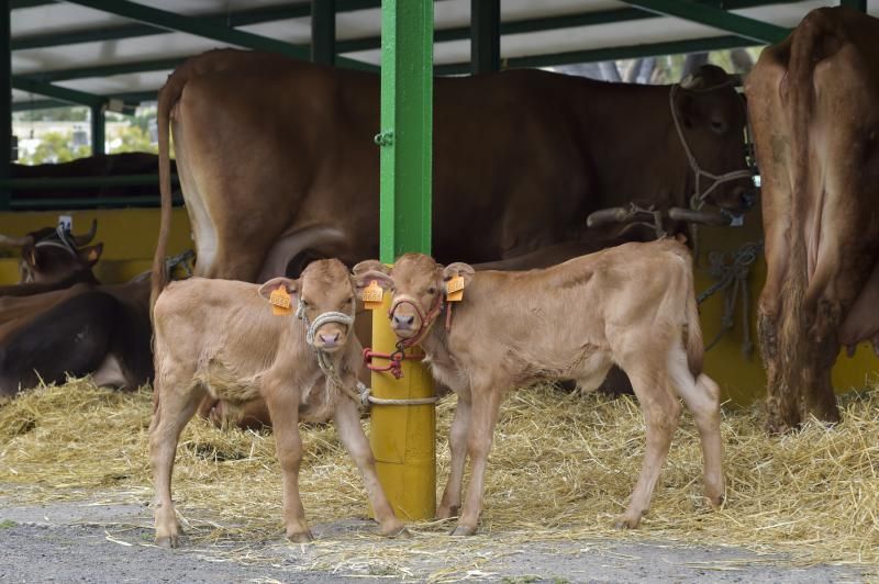 Feria y concurso de Ganado de Gran Canaria