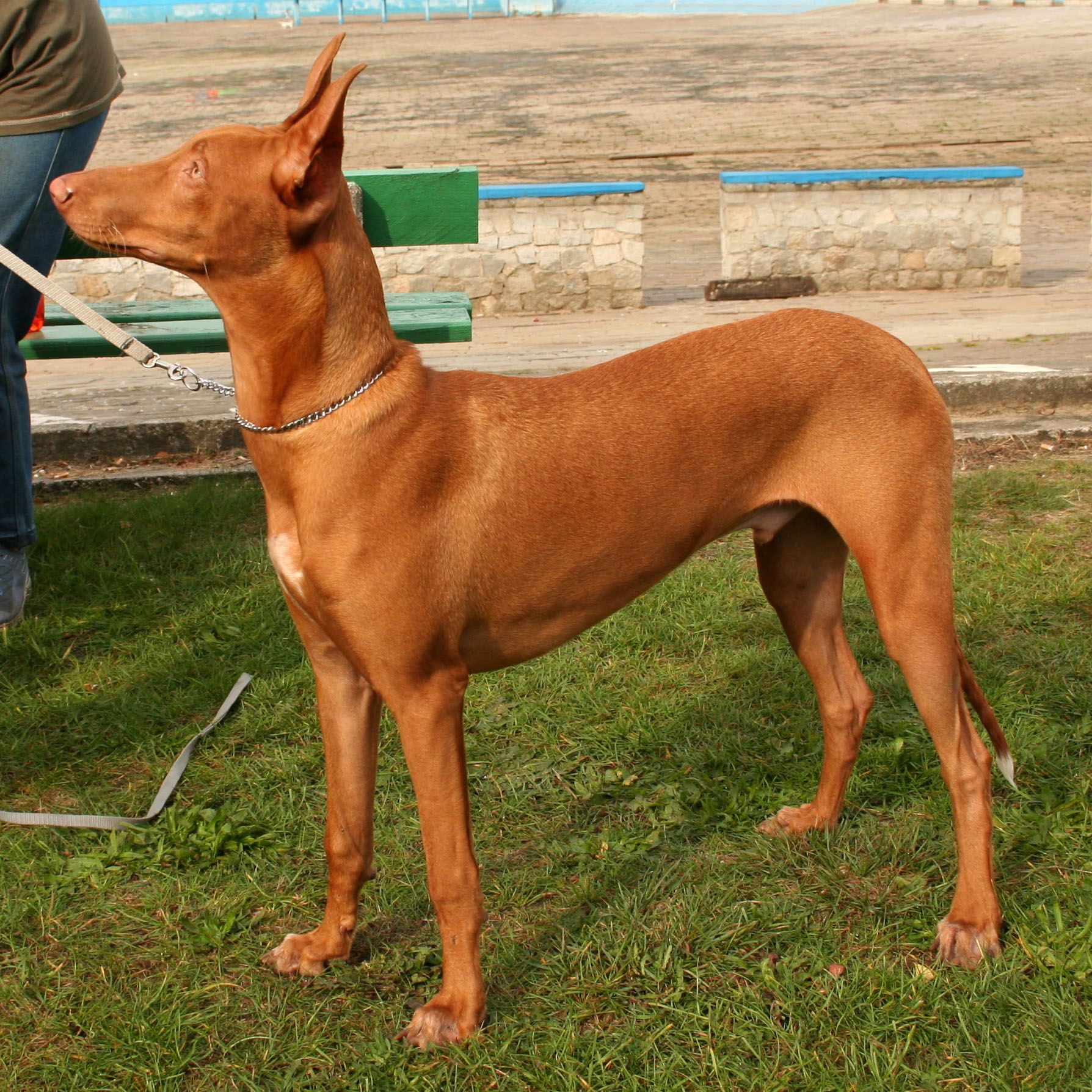 El Pharaoh Hound es una de las razas de perros más caras en España