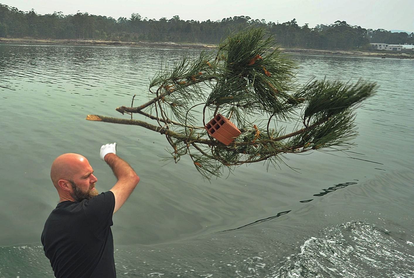 Los marineros arrojan ramas de pino al agua para favorecer la cría del choco.