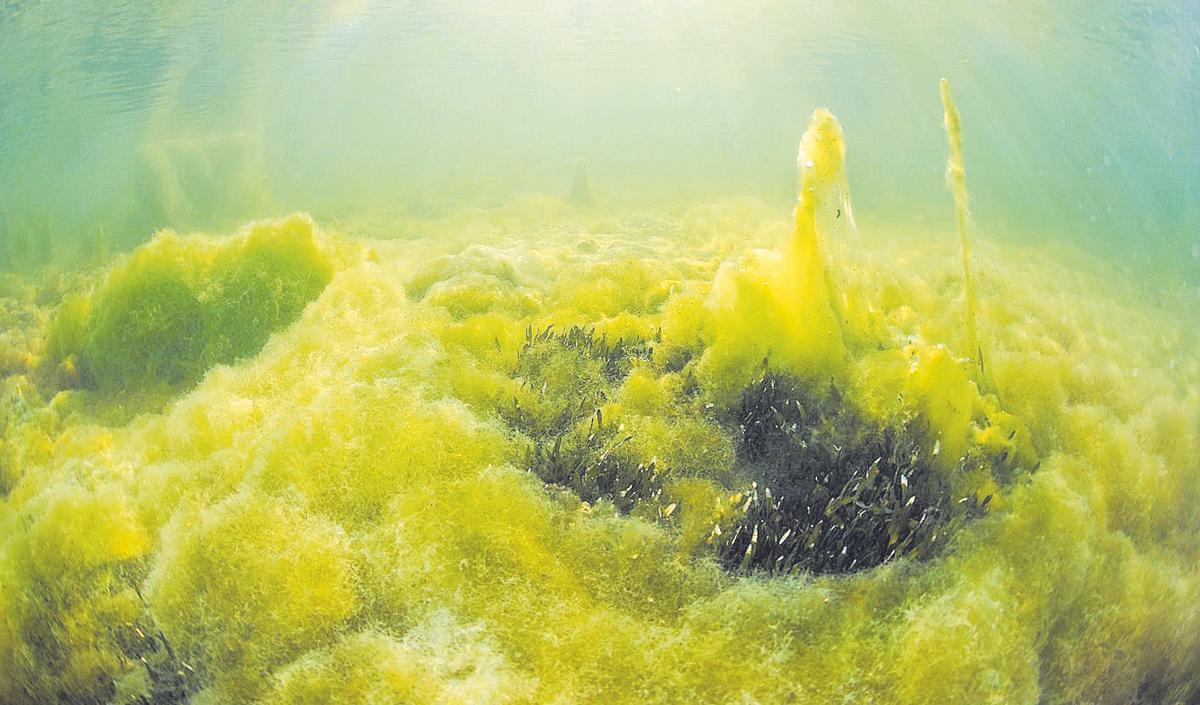 Proliferación de algas filamentosas en el fondo marino del Mar Menor.