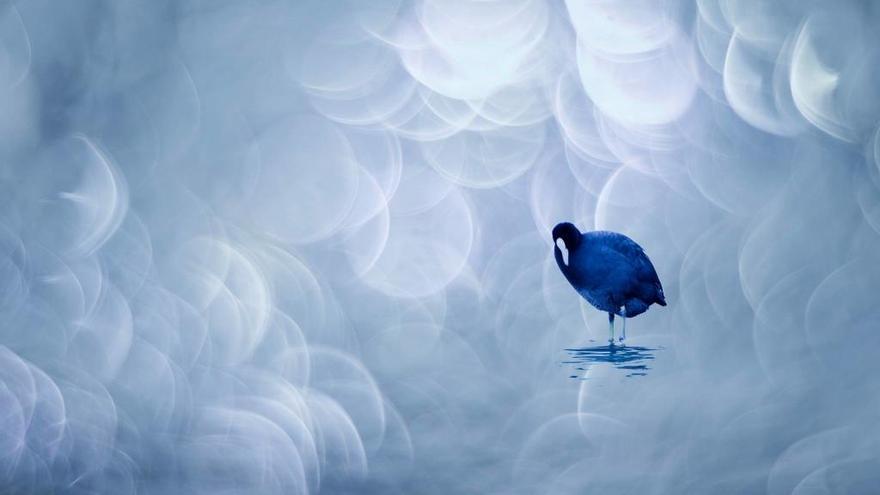 La foto titulada &quot;Pensativa&quot;, presentada por Javier Lafuente en el concurso de FIO 2018, donde resultó ganador en la categoría &quot;Técnicas fotográficas&quot;.