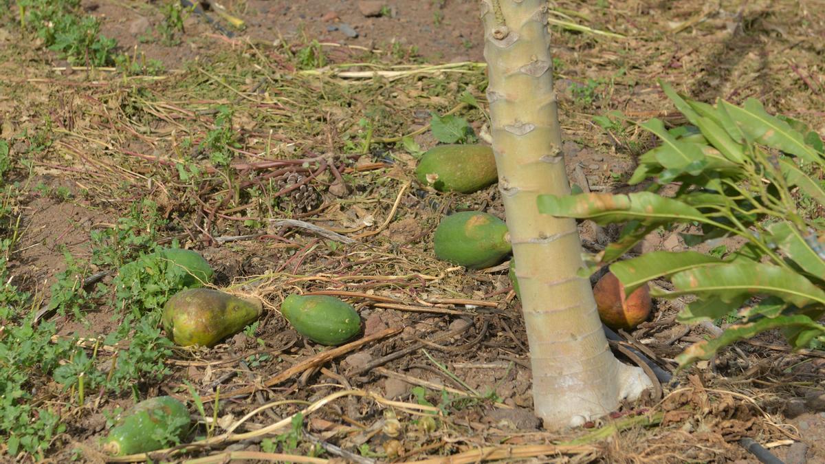 Aguacates caidos en una finca de El Hierro tras el temporal de viento.