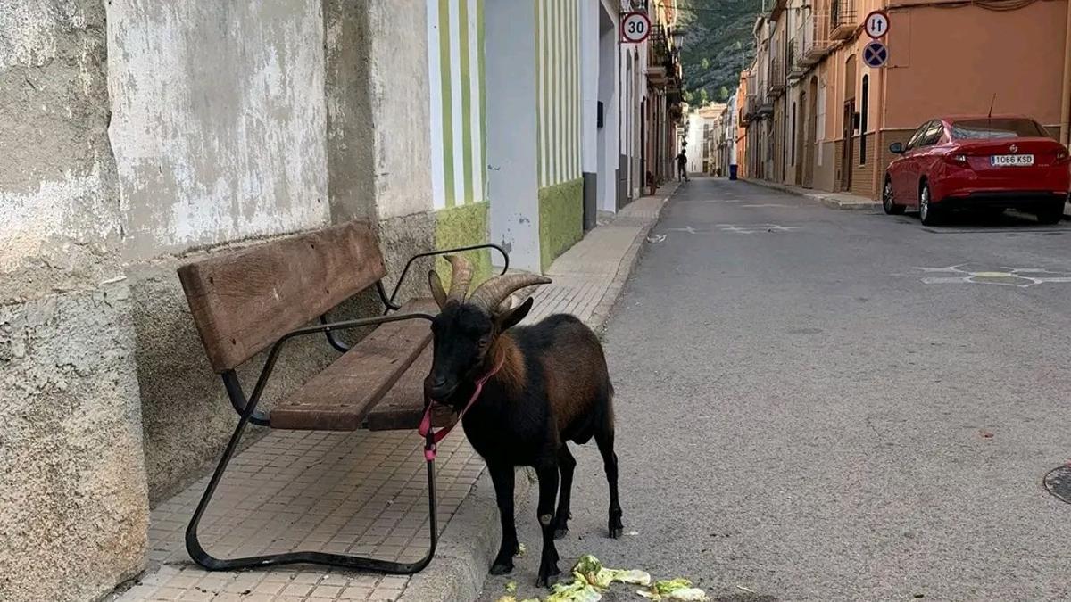 La cabra, atada a un banco del pueblo