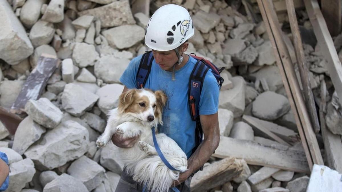 Un voluntario salva a un perro durante los trabajos de rescate tras el terremoto en la localidad de Amatrice  en el centro de Italia.