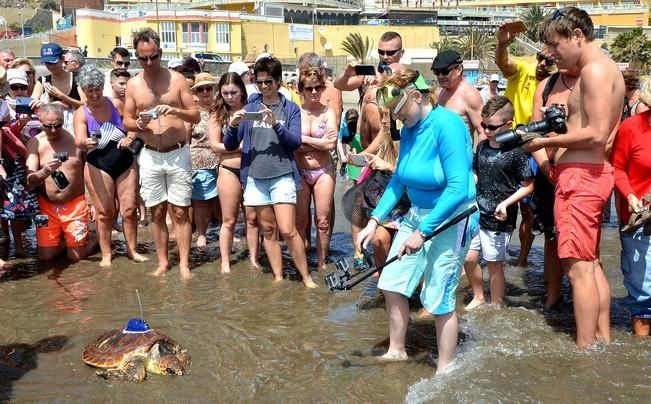 18/03/2016 PLAYA DEL INGLES, SAN BARTOLOME DE TIRAJANA. Suelta de tortugas bobas en Playa del Ingles. Foto: SANTI BLANCO