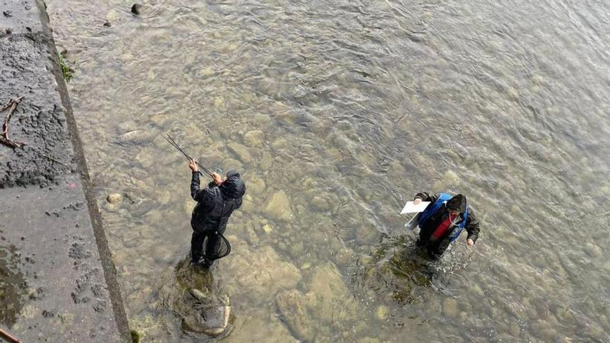 El río Caudal apunta a recuperar la pesca con muerte tras el éxito del mundial