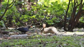 Los conejos 'invaden' el núcleo urbano de Zaragoza