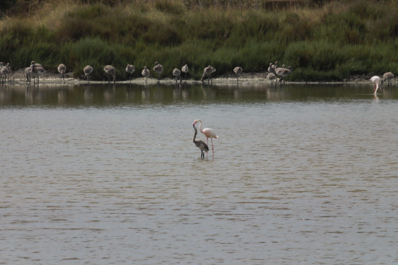 Así crecen los flamencos de l'Albufera