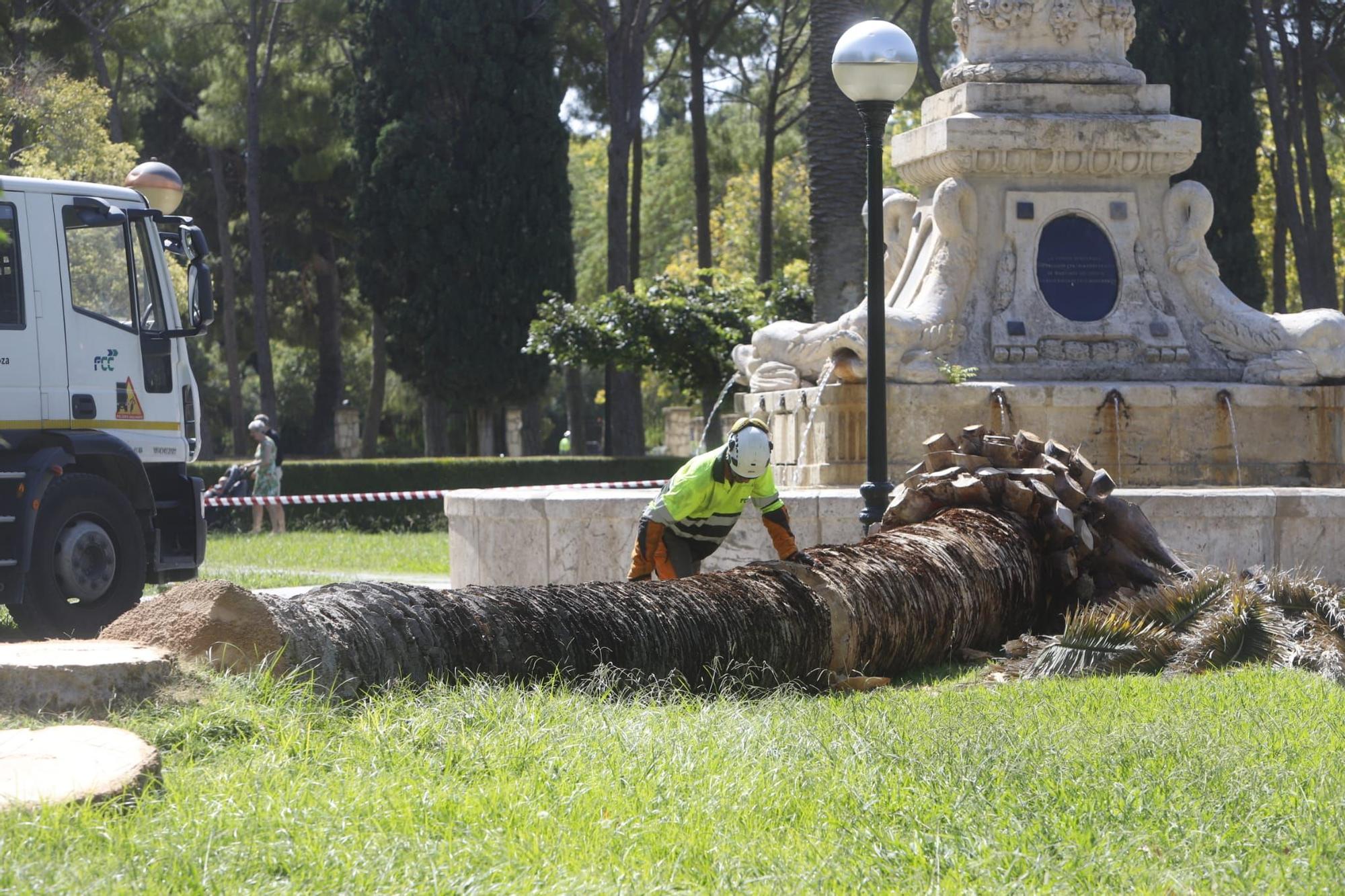 Adiós a 5 palmeras en el Parque Labordeta de Zaragoza