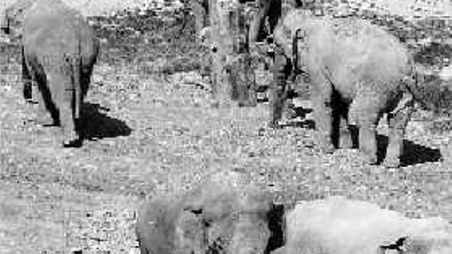 La elefanta Petita, al fondo, con otros ejemplares de su especie