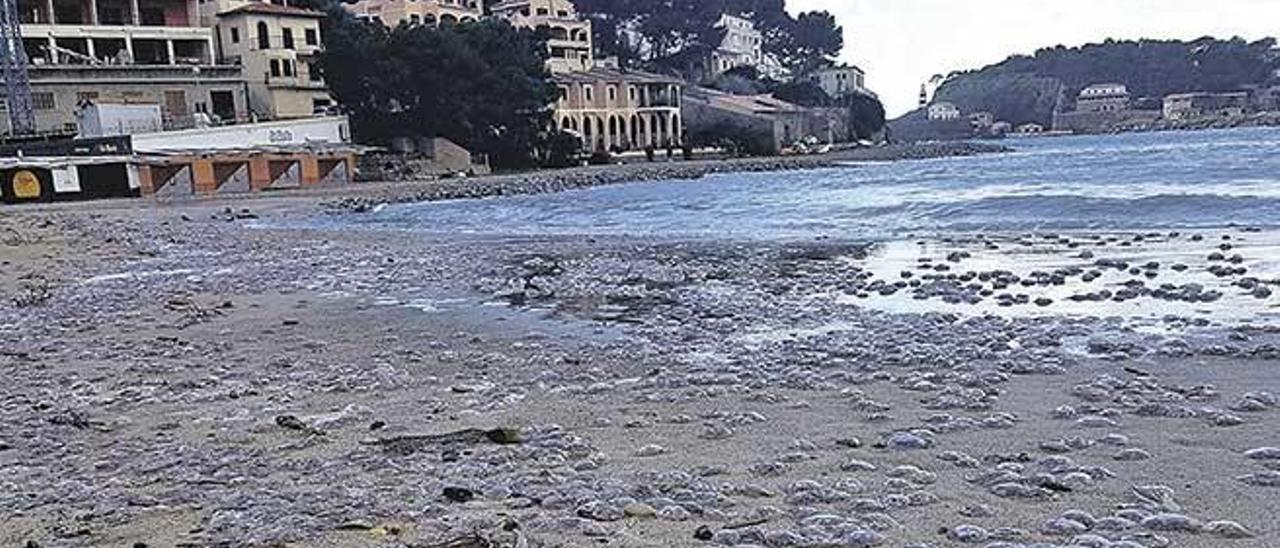 Primera acción ecologista contra la nueva presidenta de la Federación Hotelera. La foto de Cati Alcover muestra los centenares de medusas plantadas por los conservacionistas en la Platja d´en Repic de Sóller, donde se ubica el Hotel Marina de María Frontera.