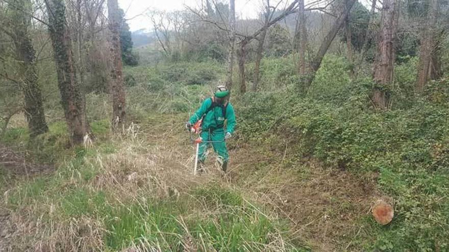 Juan Álvarez, de &quot;Las Mestas del Narcea&quot;, realiza la limpieza.