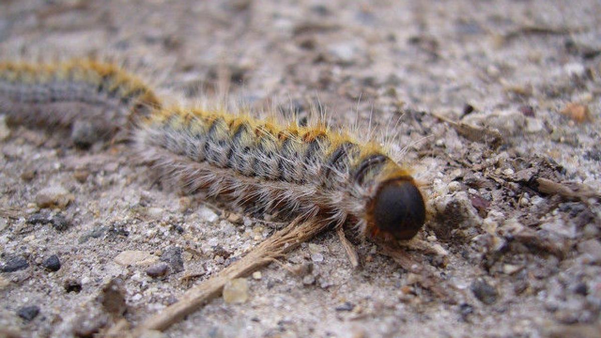 Todo lo que tienes que saber sobre la procesionaria en Toledo: la oruga que pone en riesgo tu salud y la vida de mascotas
