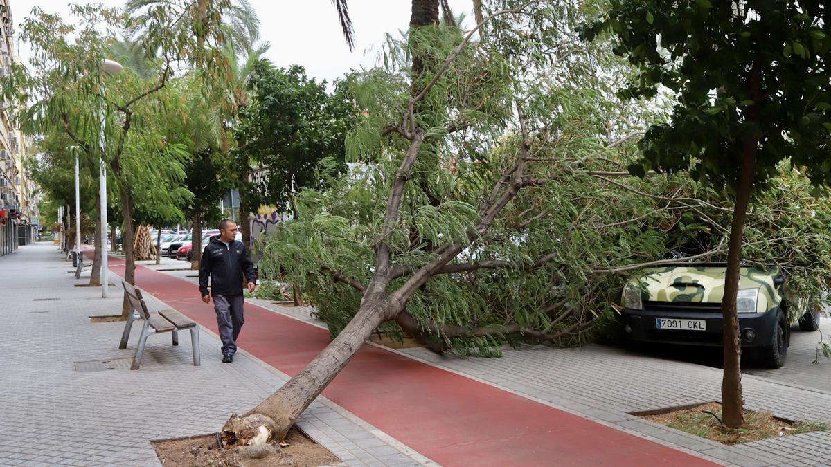 Un árbol derribado por el viento el pasado jueves en Córdoba, en que las rachas de aire alcanzaron los 90 km/h.