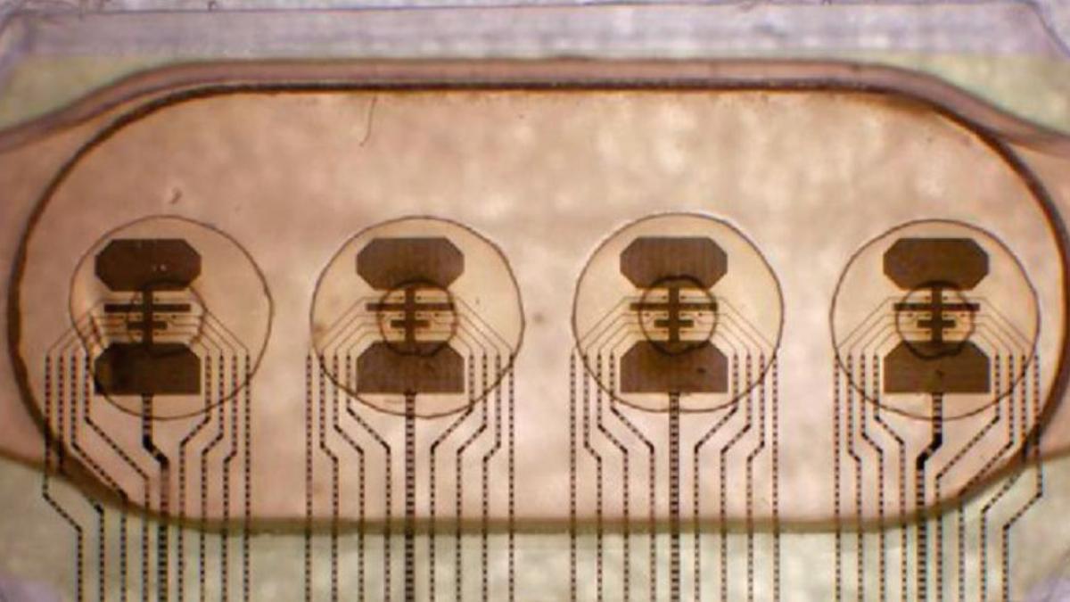 El bioprocesador con ocho electrodos integrados a cuatro conjuntos: cada uno de ellos alberga un grupo de células cerebrales.