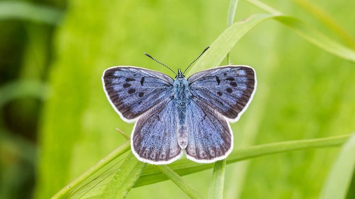 Las mariposas, otro conjunto de especies polinizadoras