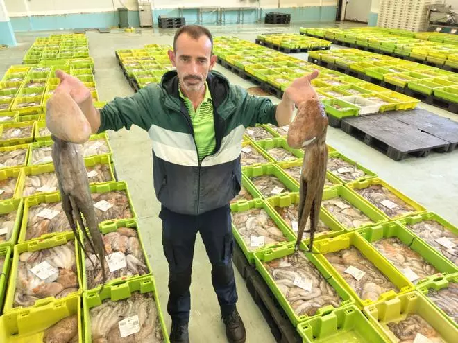 El pulpo regresa a las lonjas gallegas: menos capturas y una cotización que alcanza los 15 euros el kilo