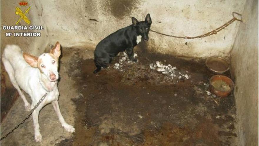 Dos de los perros rescatados por el Seprona en Penáguila.