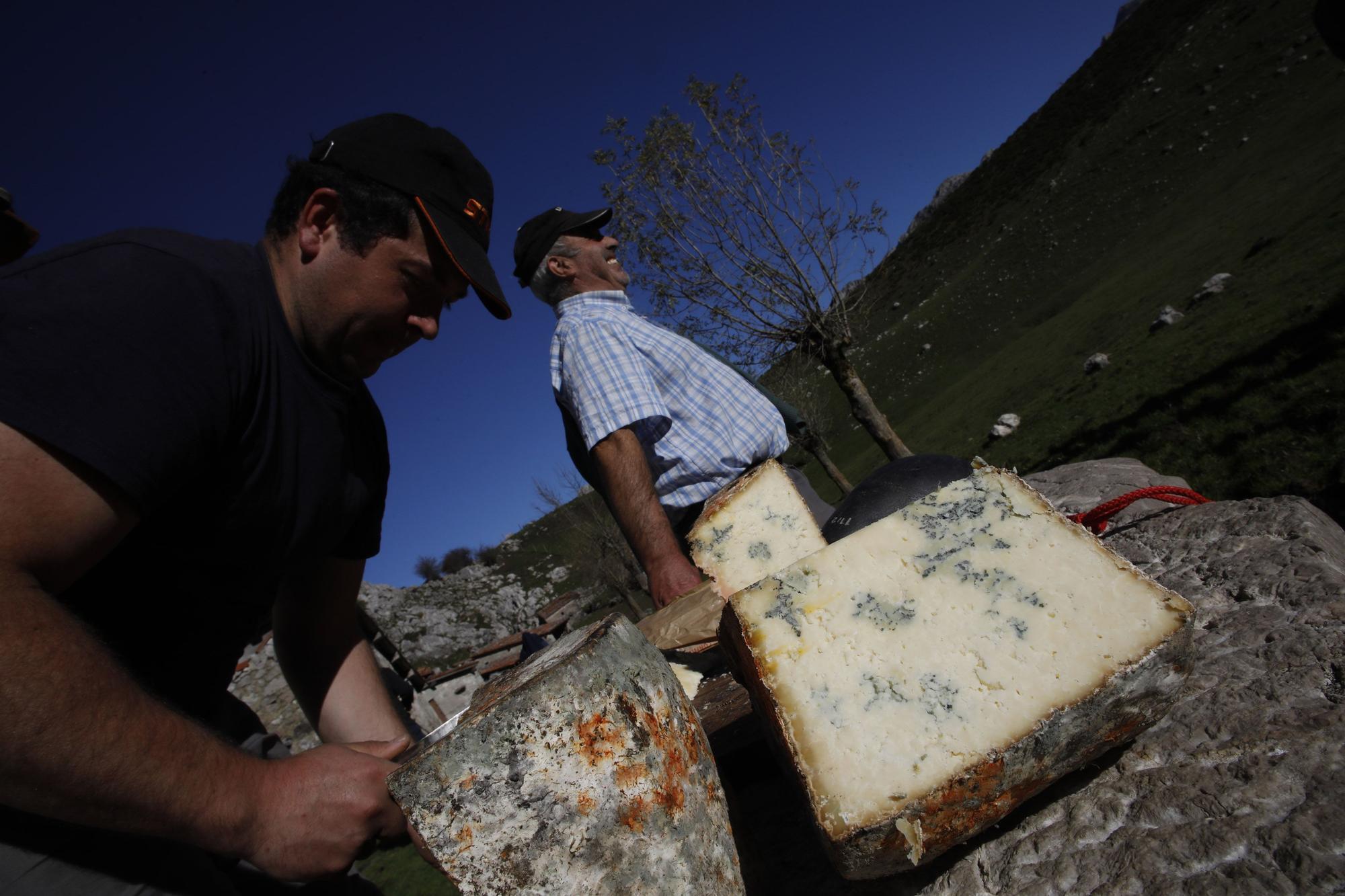 Así se elabora el gamonéu del Puertu: de la cueva a la mesa.