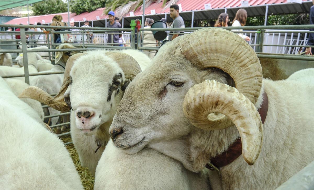 Feria de Ganado de Gran Canaria