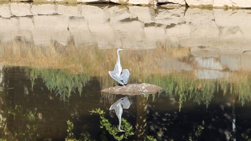 Bernat pescaire al llac de Navarcles.