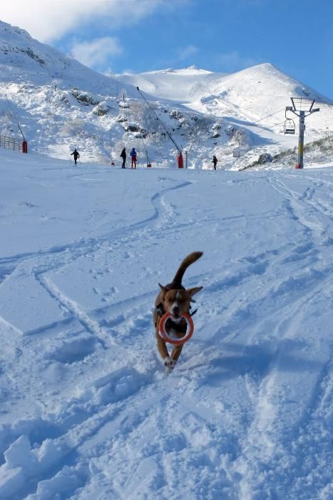 La última nevada en Pajares, en imágenes.