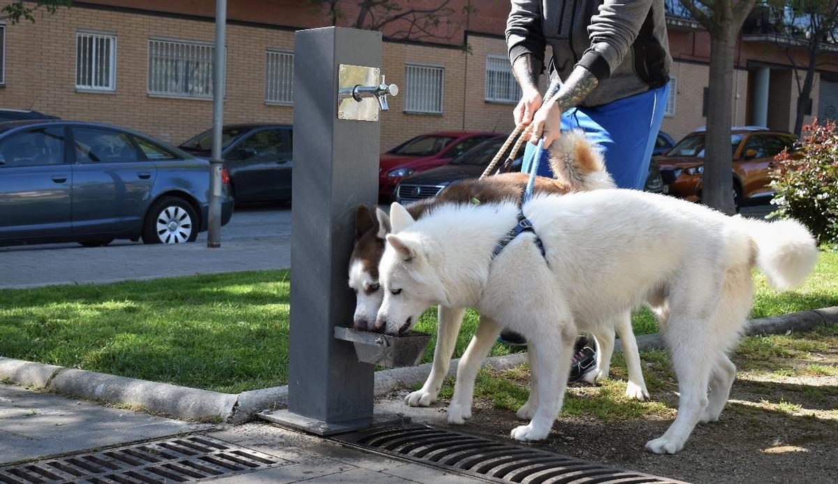 Mollet del Vallès instal·la tres noves fonts duals per a ús de persones i mascotes