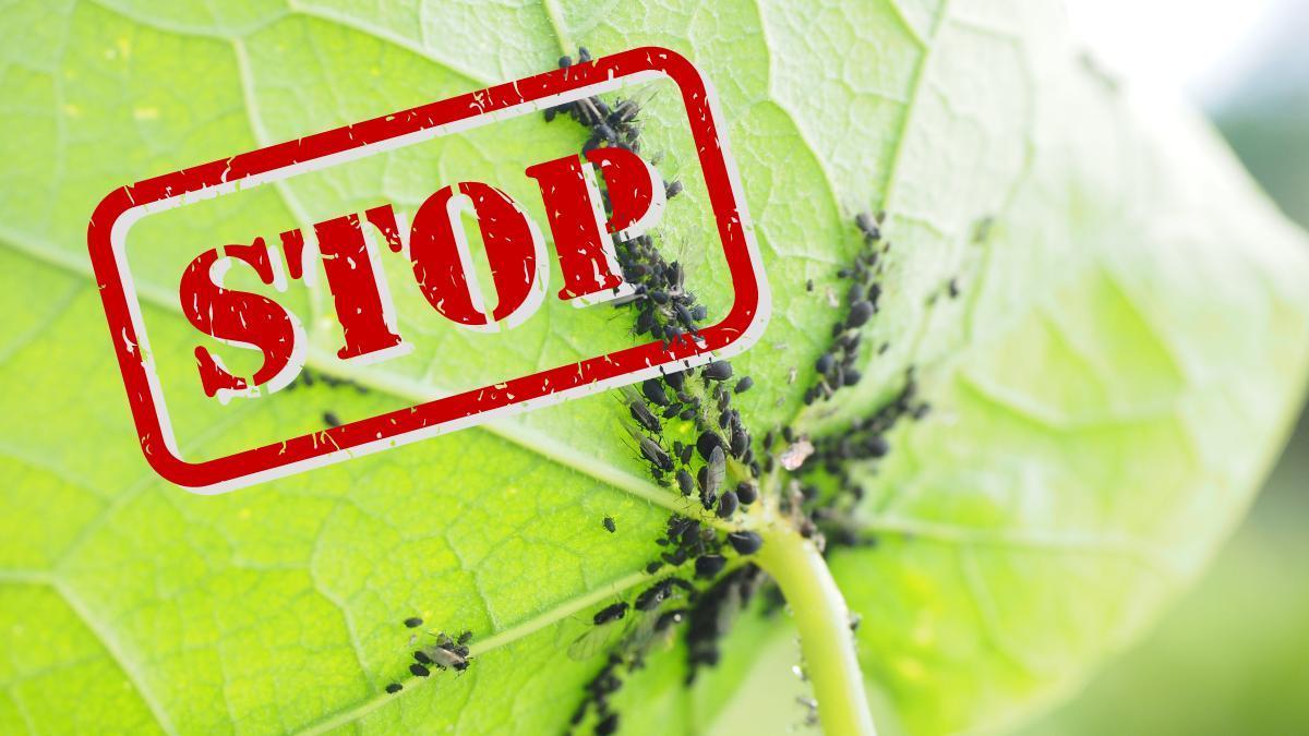 Descubre los 5 remedios caseros infalibles para eliminar pulgones de tus plantas