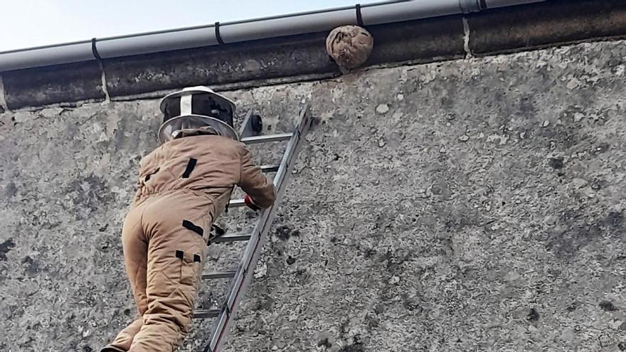 Evacuado al hospital un hombre por la picadura de avispas velutinas