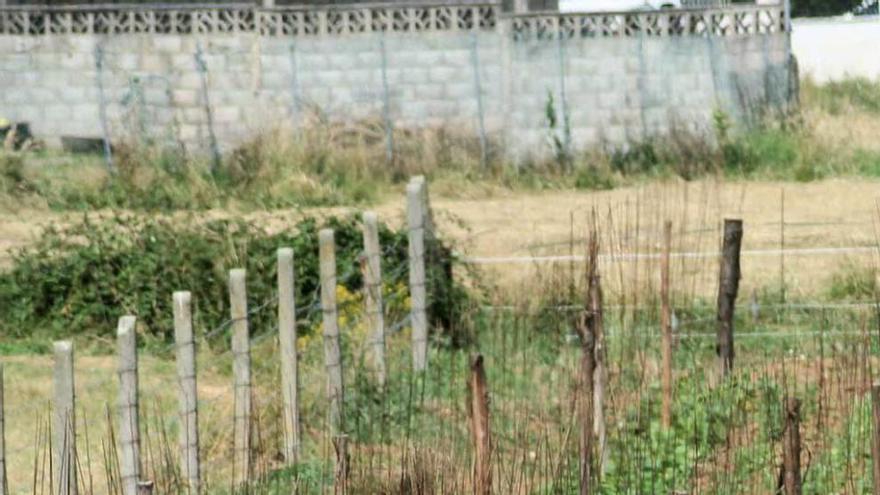 Una plantación de faba en Argüelles.