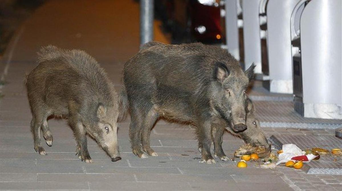 Porcs senglars es passegen a mitjanit pel barri de Mira-sol