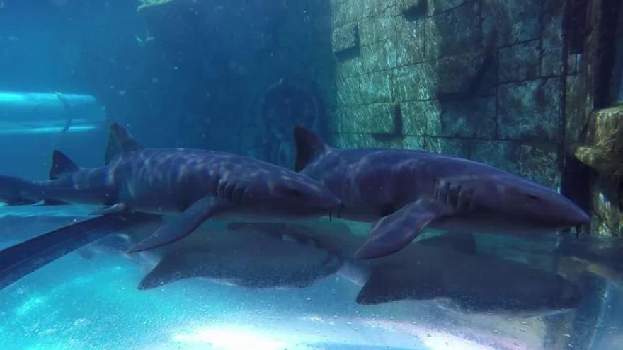 El acuario 'Poema del Mar' recibe los tiburones del Siam Park