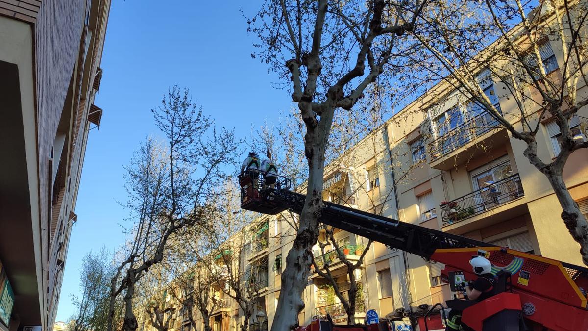 Efectivos de los bomberos de Córdoba durante la retirada de un enjambre de abejas en Santa Rosa.