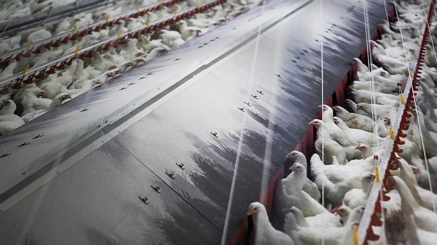 Confinadas todas las granjas de aves de corral al aire libre por la gripe aviar