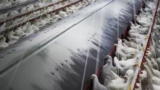 Confinadas todas las granjas de aves de corral al aire libre por la gripe aviar