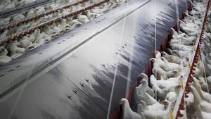 Gallinas en una sala comedero en granja en Palas de Rei, Lugo.