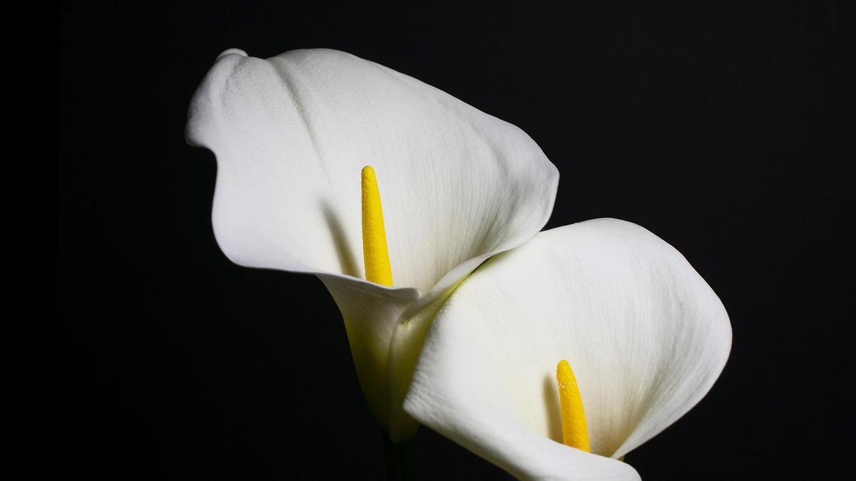 CALA BLANCA FLOR | Cómo plantar en casa una cala blanca, la flor preferida  de las novias