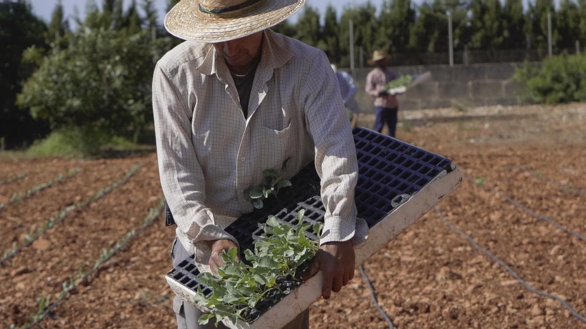 Pagesos solidaris aporta 400 temporeros para la campaña de horticultura