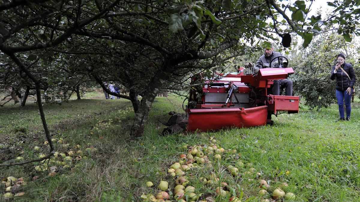 Explotación de manzana de sidra en A Estrada.
