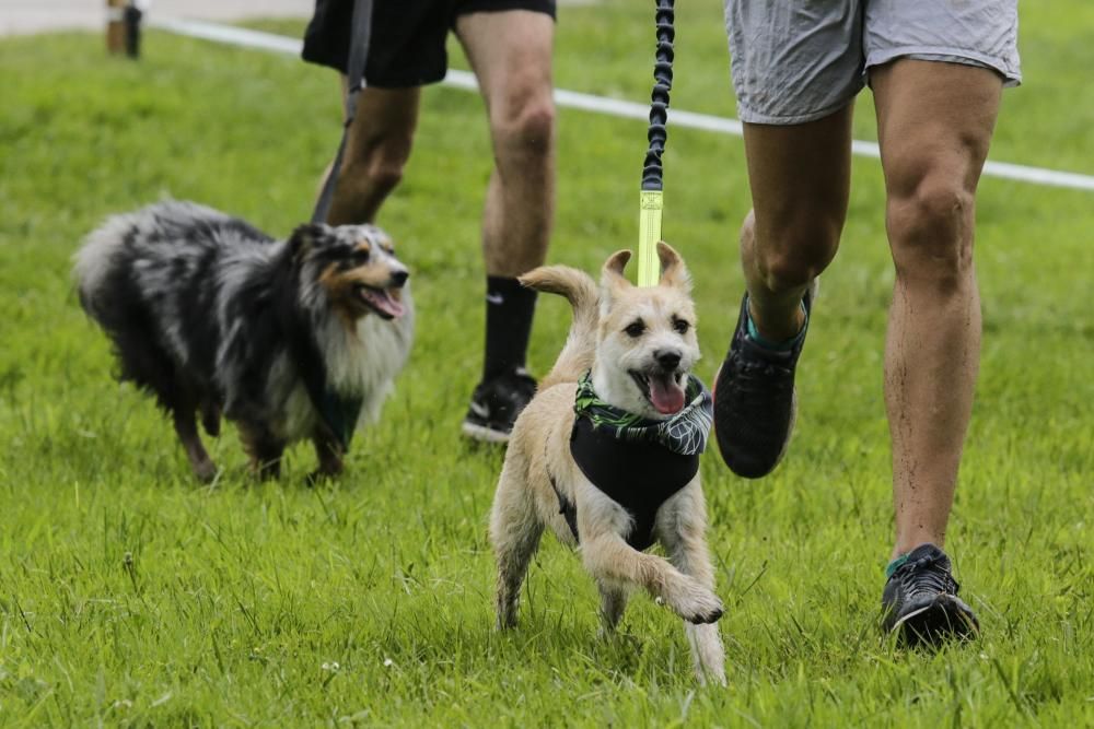 "Can We Run": Deporte, perros y solidaridad toman Gijón