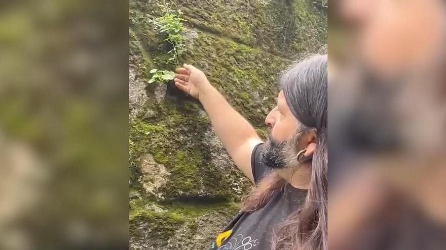 El Hombre del Bosque explica cómo aprovechar tres plantas medicinales en un paseo por el campo