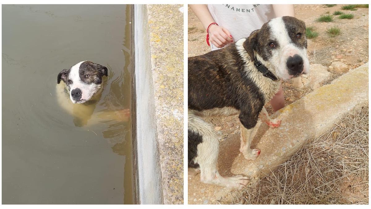 Una familia de Almassora descubrió que un perro luchaba por sobrevivir sumergido en una balsa.