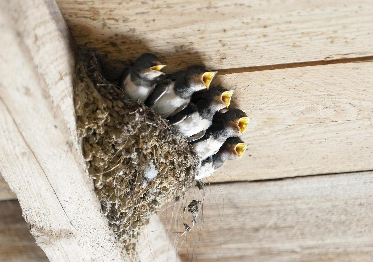 Polluelos de golondrina en un nido.