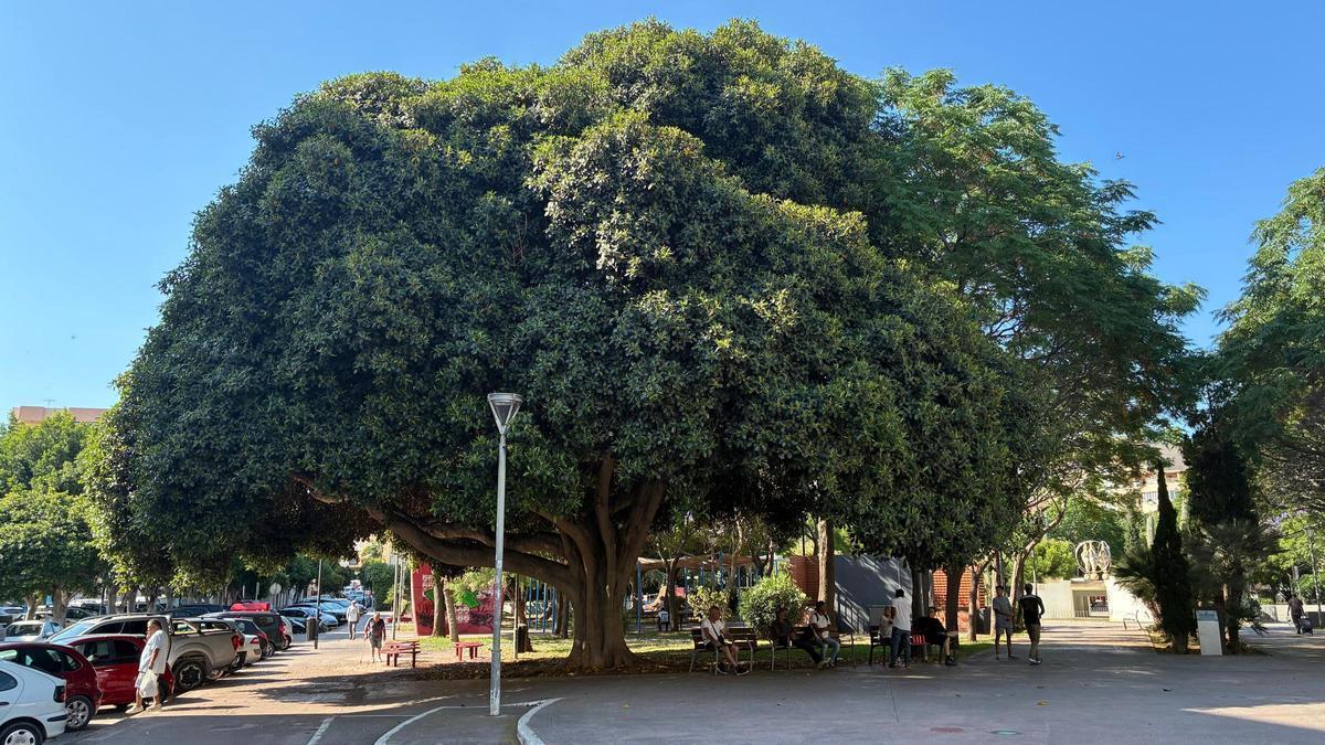 La higuera herrumbrosa del Parque de la Paz.