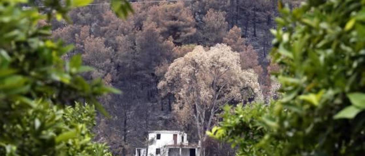 La recuperación de la fauna de Carcaixent se prevé «complicada»