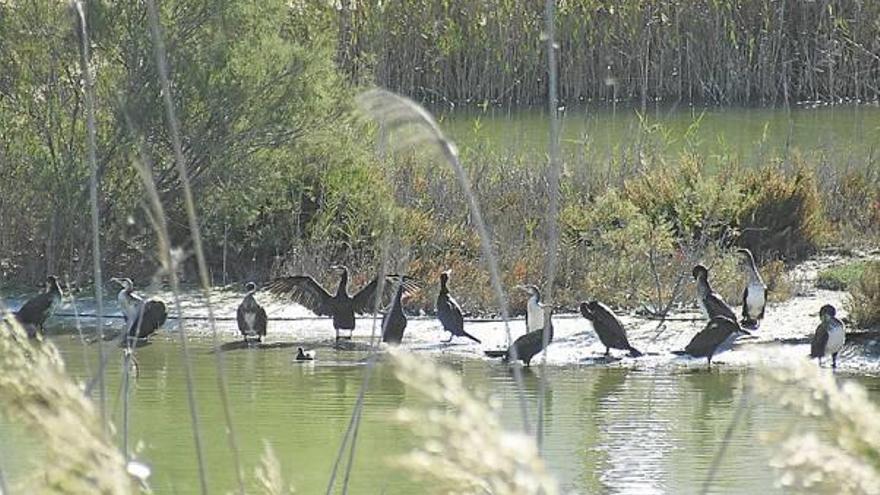 Aspecto de la zona húmeda de la desembocadura.