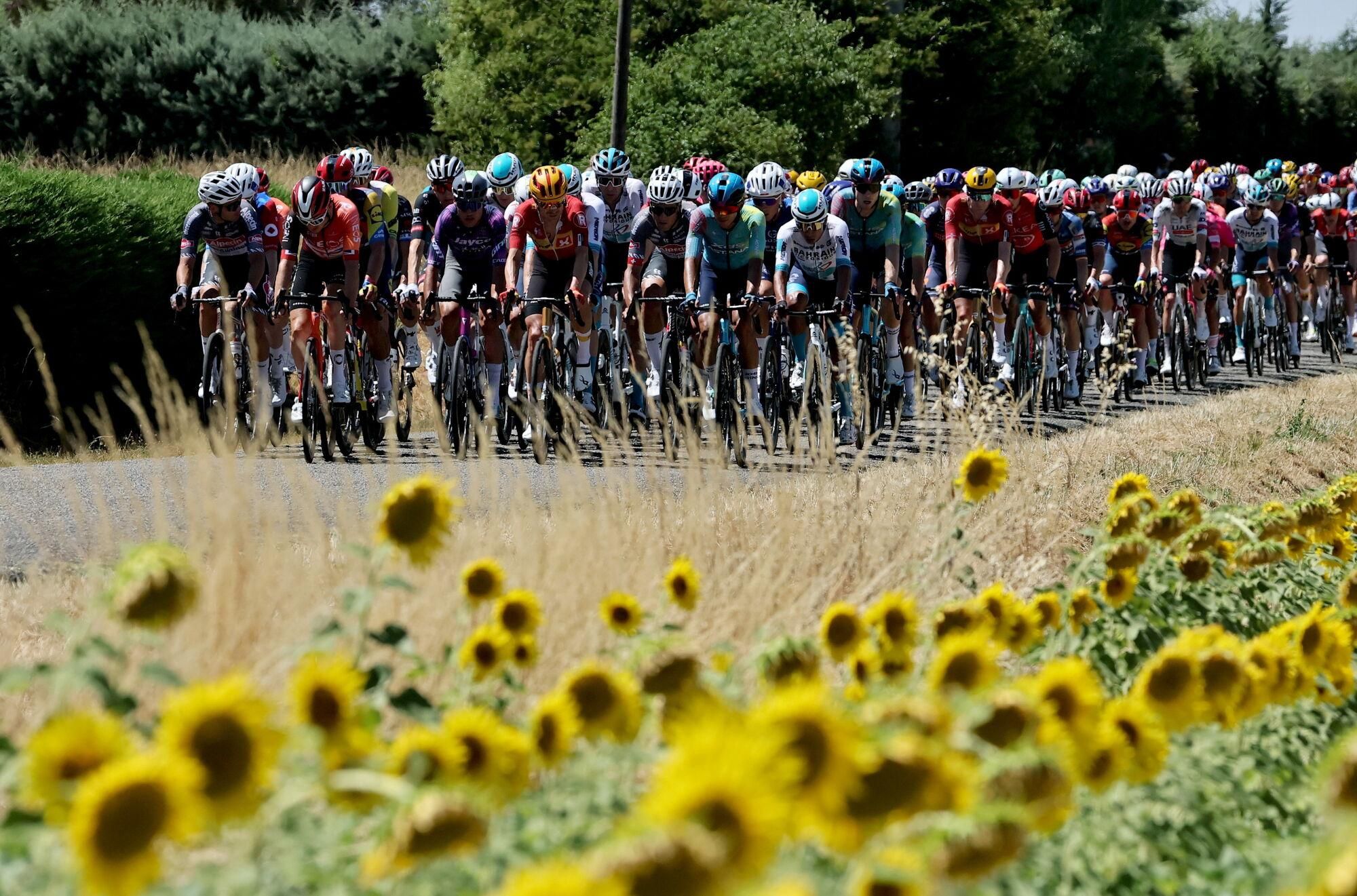 Toulouse (France), 16/07/2025.- The peloton ride past sunflower fields during the 11th stage of the Tour de France cycling race over 156.8km around Toulouse, France, 16 July 2025. (Ciclismo, Francia) EFE/EPA/CHRISTOPHE PETIT TESSON